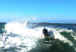 Dolphin near Boca Grande Island